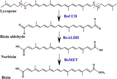 Identifying Bixa orellana L. New Carotenoid Cleavage Dioxygenases 1 and 4 Potentially Involved in Bixin Biosynthesis